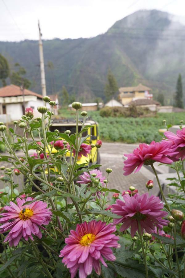 Homestay Lereng Bromo Esterno foto